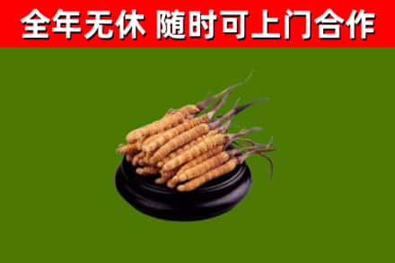 铜陵回收散虫草